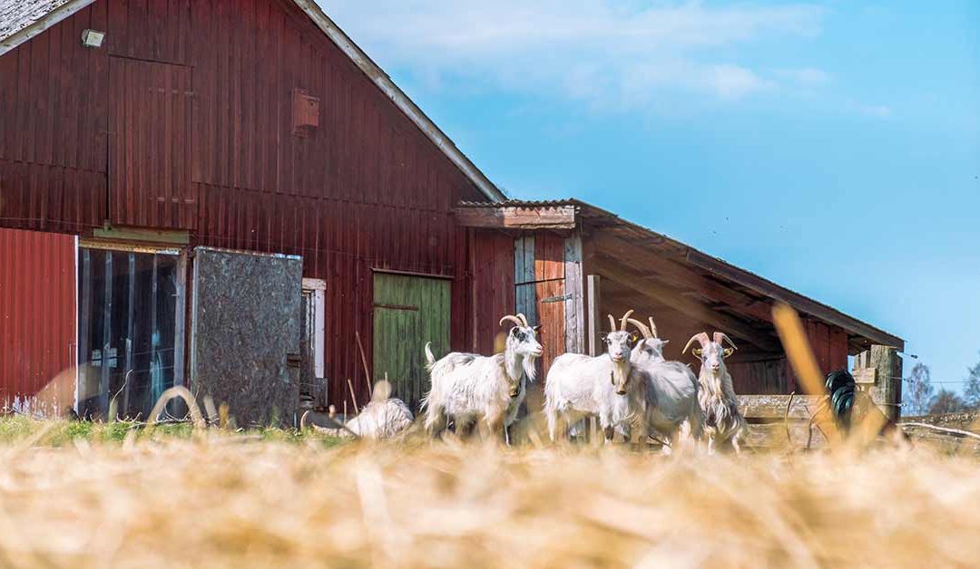Valley Grove Farm